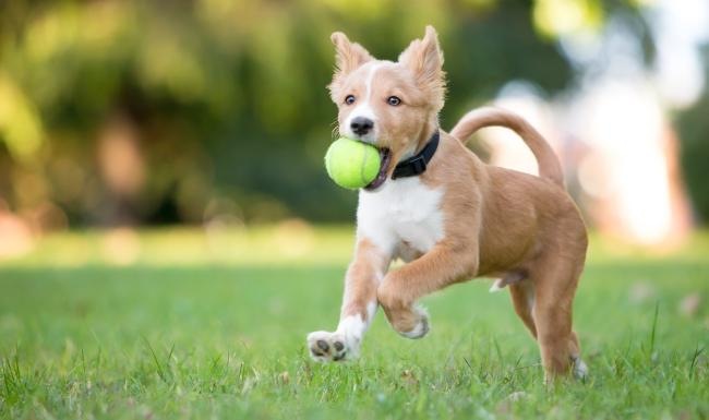 a dog running with a tennis ball in its mouth